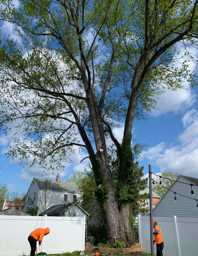 Two men are working on a tree in a backyard.