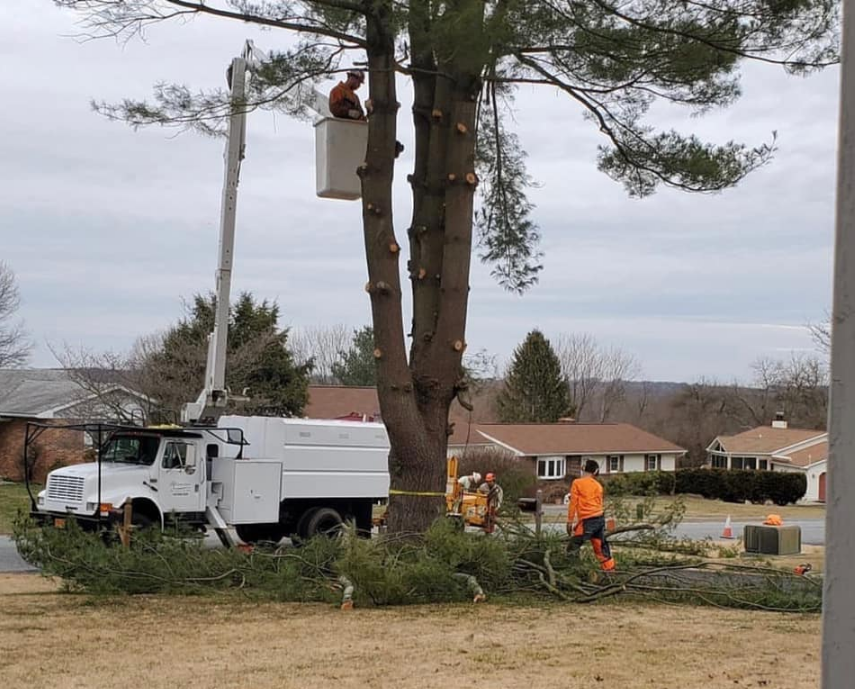 A man in a bucket is cutting down a tree.