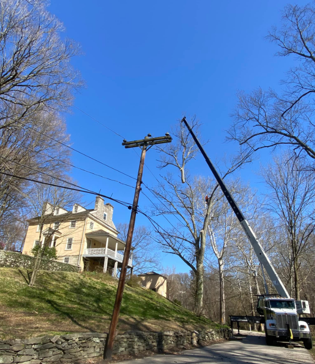 A crane is cutting down a tree on a telephone pole.