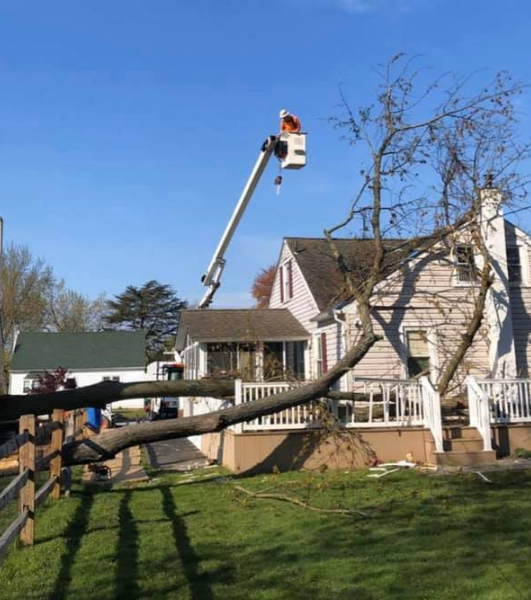 Signs a Tree Might Fall | Tree Risk Assessment in PA, NJ, DE