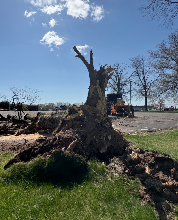 A large tree stump is sitting in the middle of a grassy field.