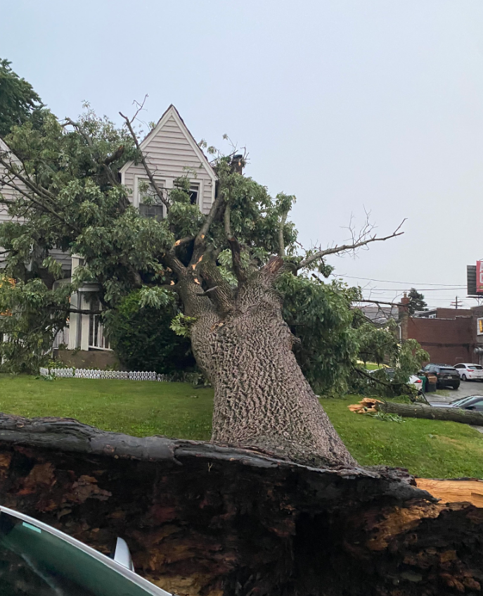 A tree that has fallen on the side of the road in front of a house.