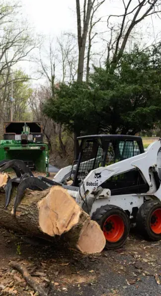 A bobcat is carrying a large log down a road.