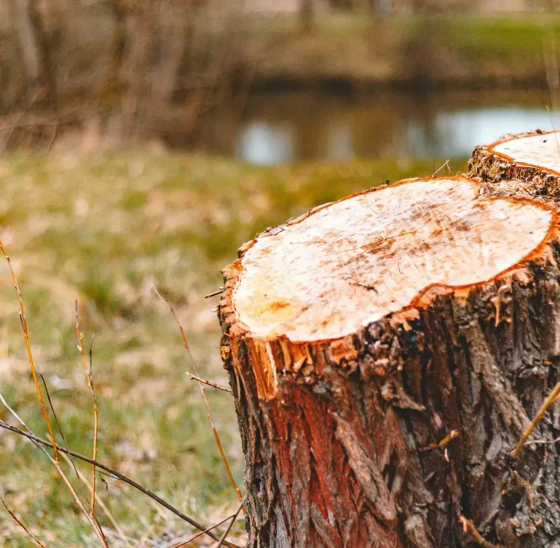 A close up of a tree stump with a river in the background.