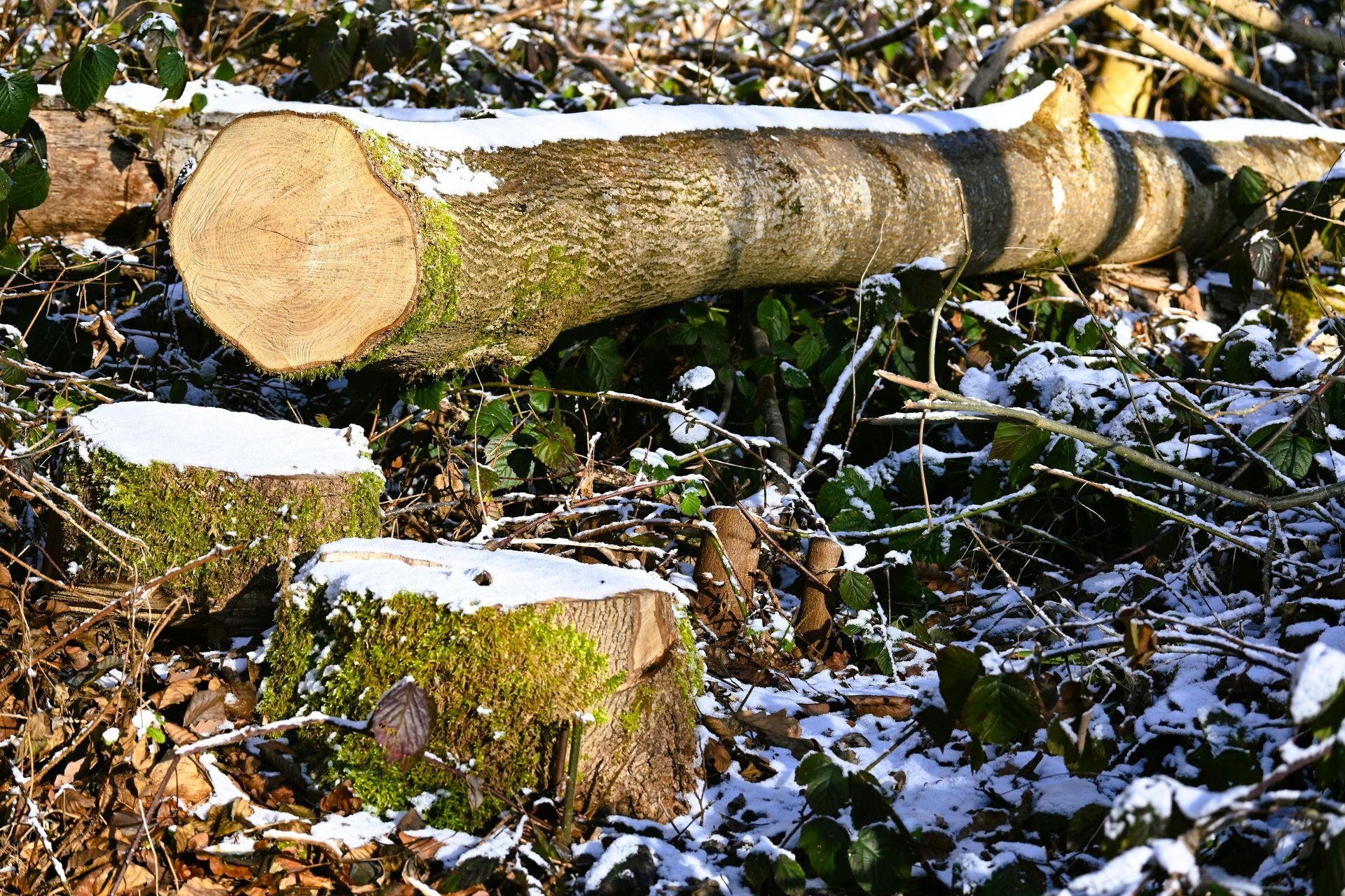 Fallen tree trunk and log in a snowy, leafy woodland clearing