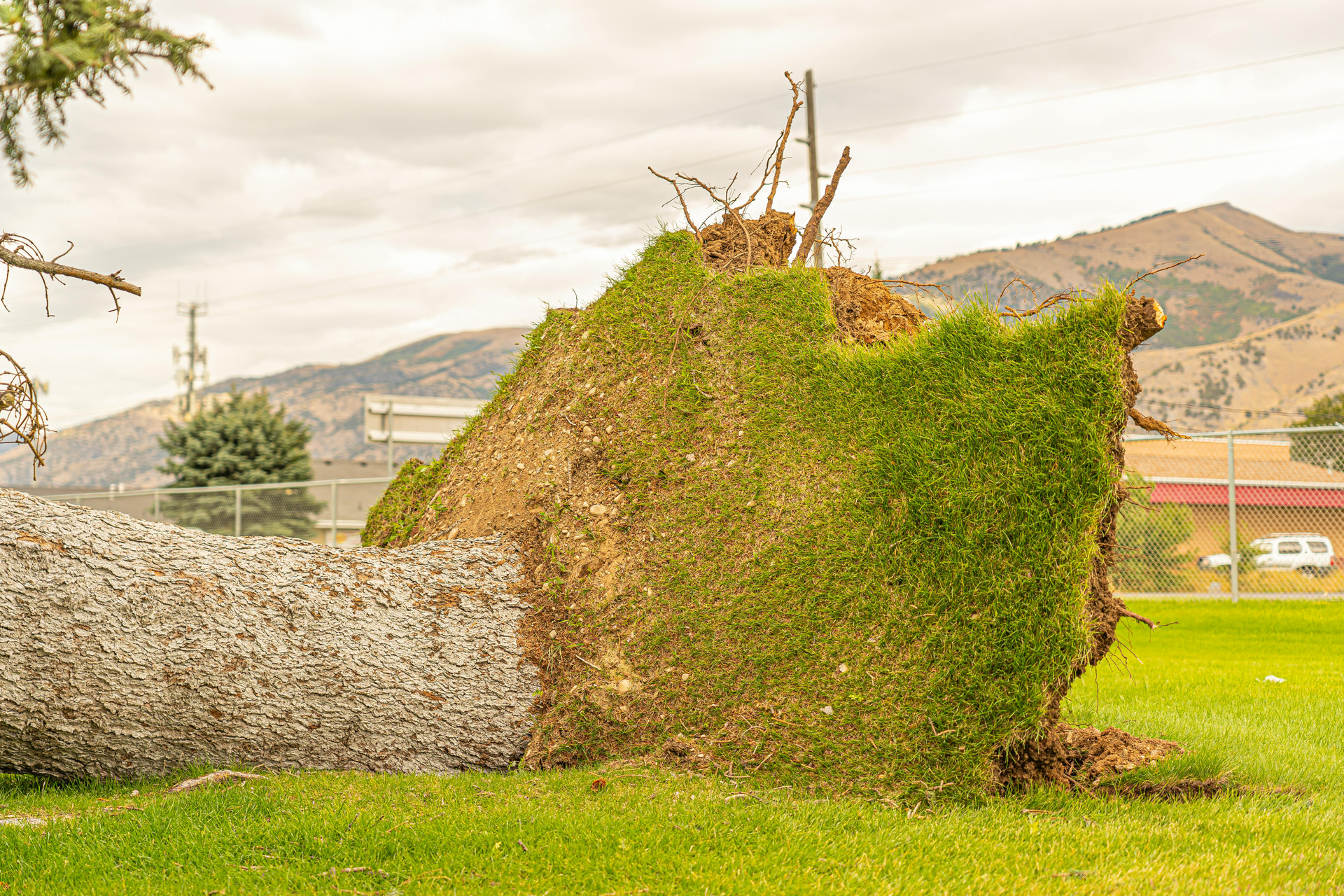 Overgrown hedge trimmed into a topiary wall beside a stone barrier in a grassy rural landscape