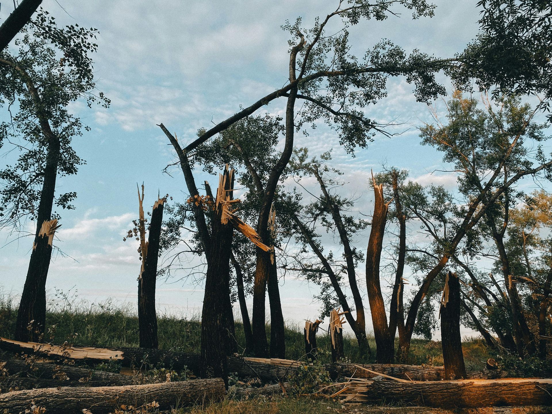 A large tree uprooted by a storm lies across a grassy lawn and a paved road near a residential building.
