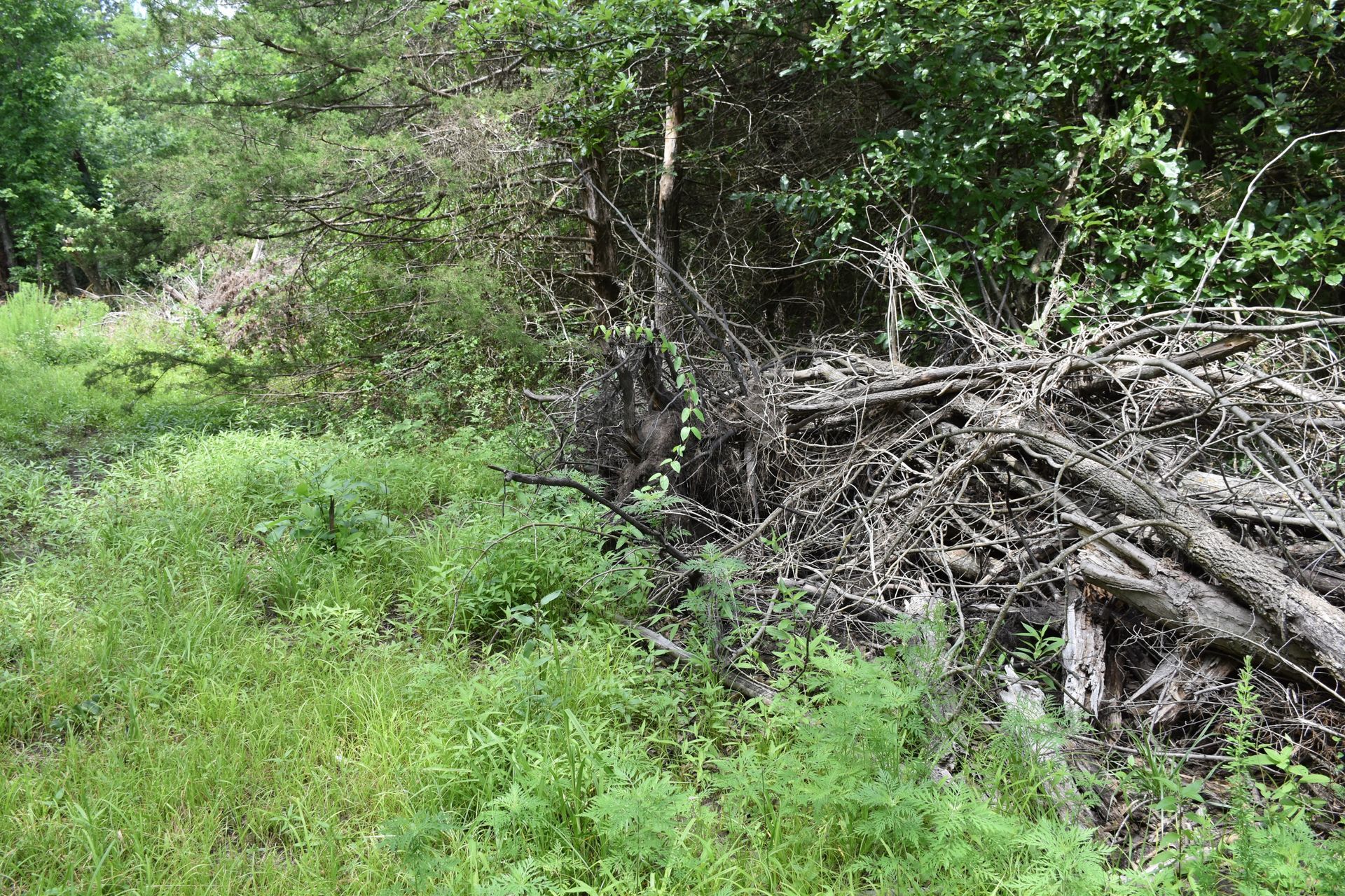 A pile of logs in the middle of a forest.
