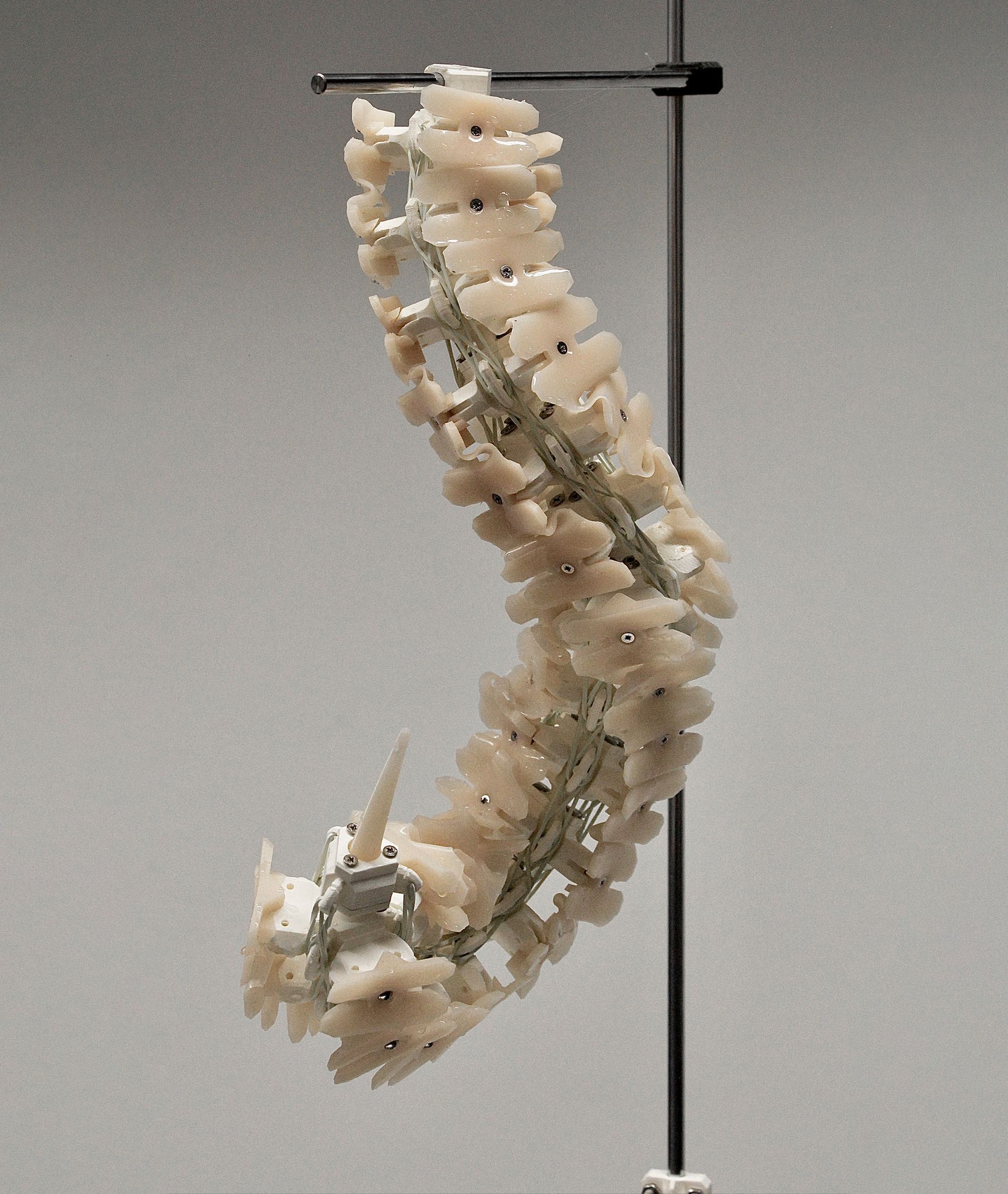 A model of a spine is hanging from a metal pole