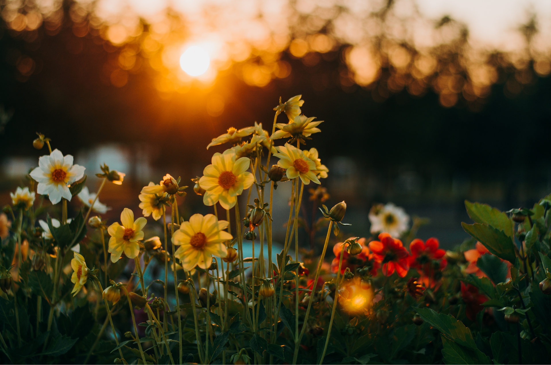 A field of flowers with the sun shining through the trees in the background.