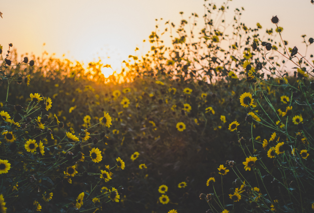 A field of sunflowers with the sun shining through them at sunset.