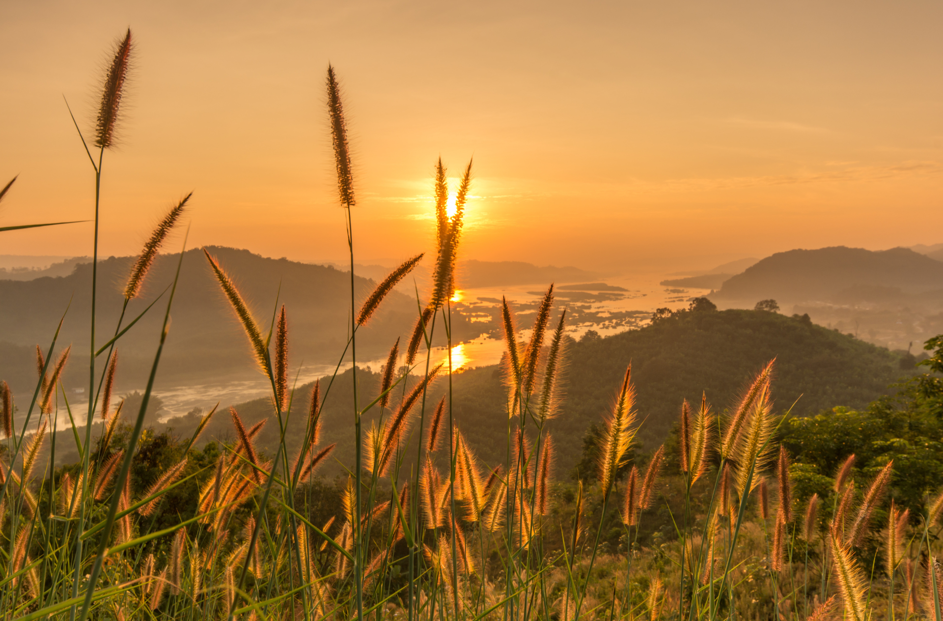 A field of tall grass with a sunset in the background.