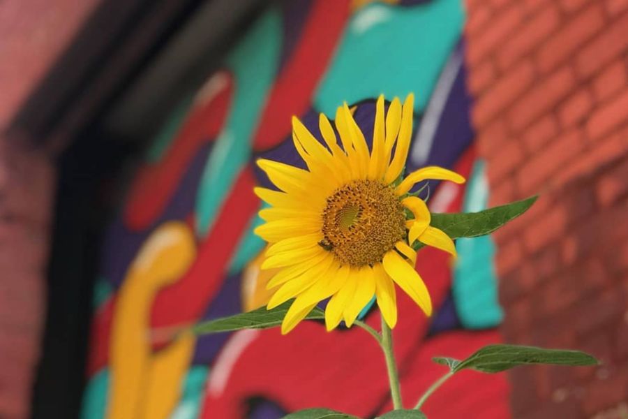 A close up of a sunflower with a bee on it