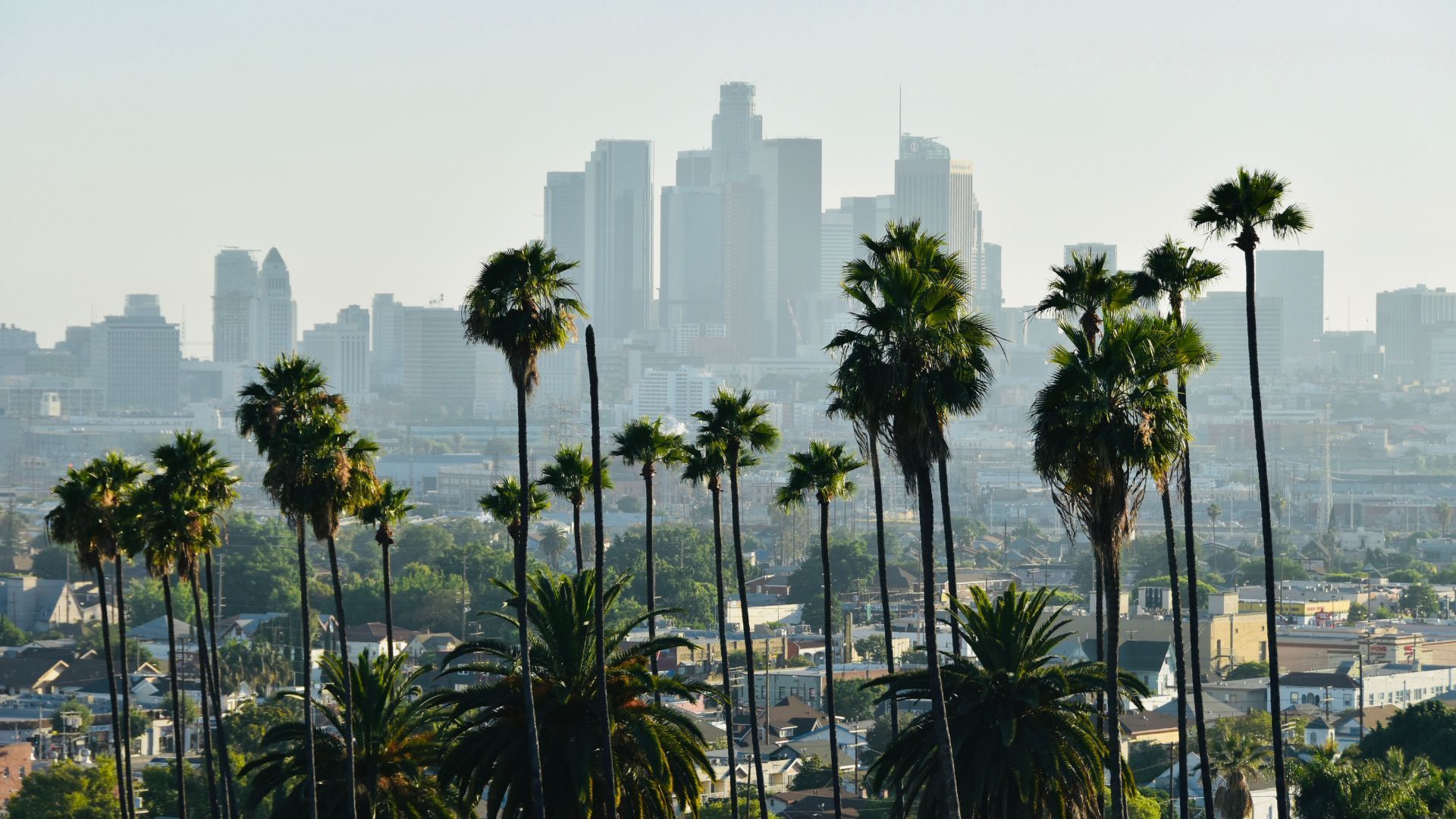 A city skyline with palm trees in the foreground