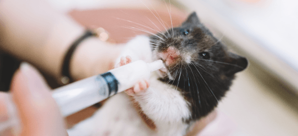 Hamster keeping - Veterinarian Karlsruhe - Small Animal Center Arndt