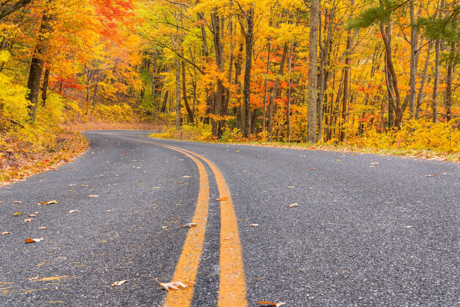 A road with trees on both sides of it in the fall