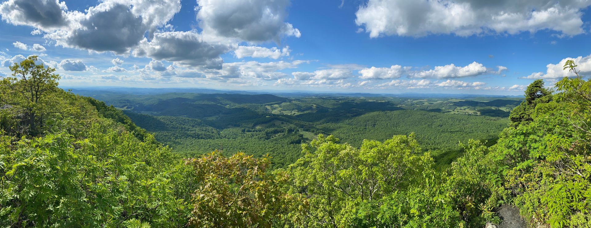 A view of a lush green forest from the top of a mountain.