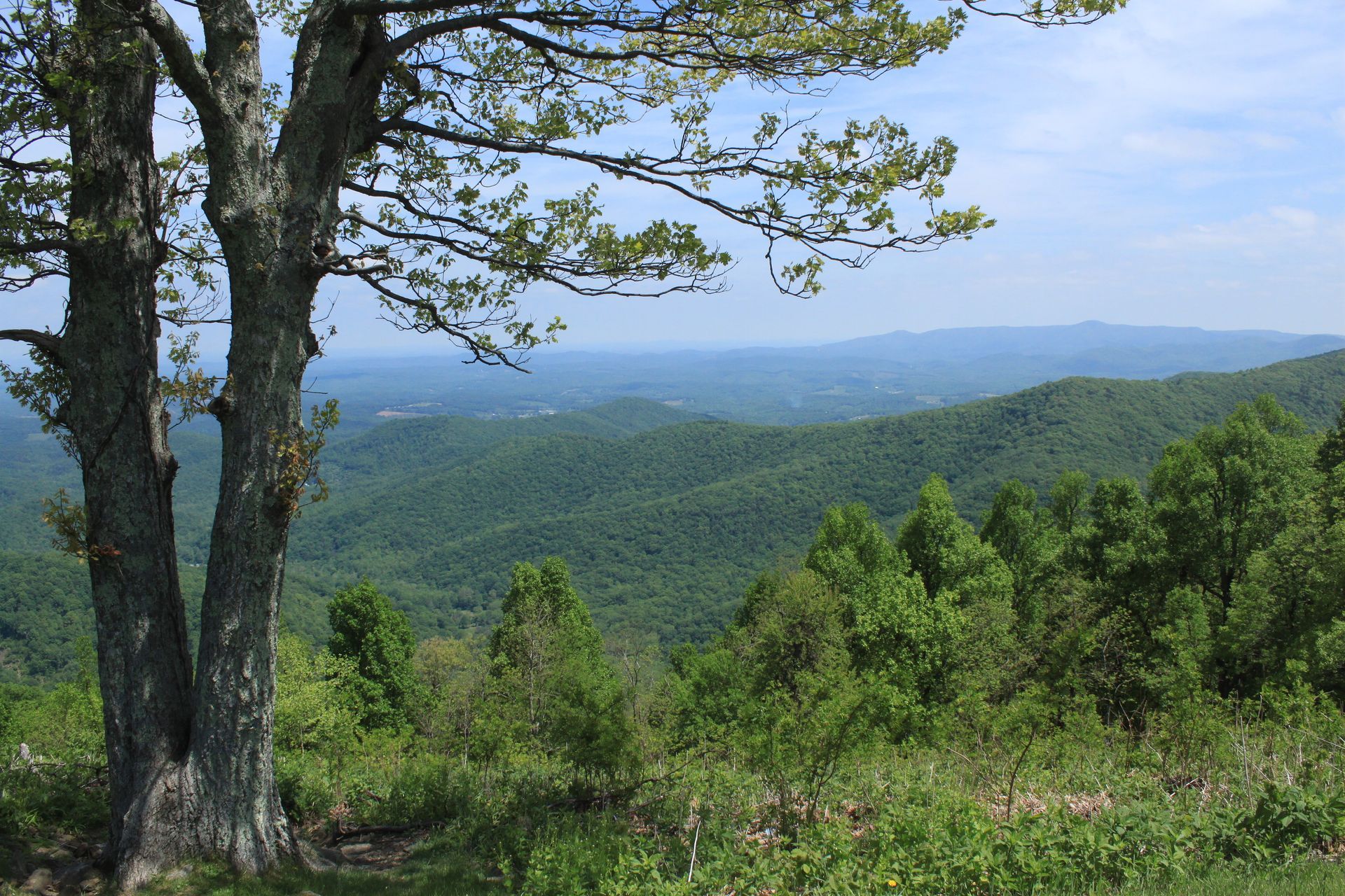 A view of a valley with trees in the foreground