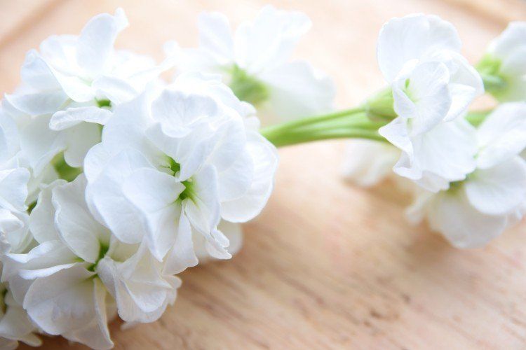 Semplici gladioli bianchi