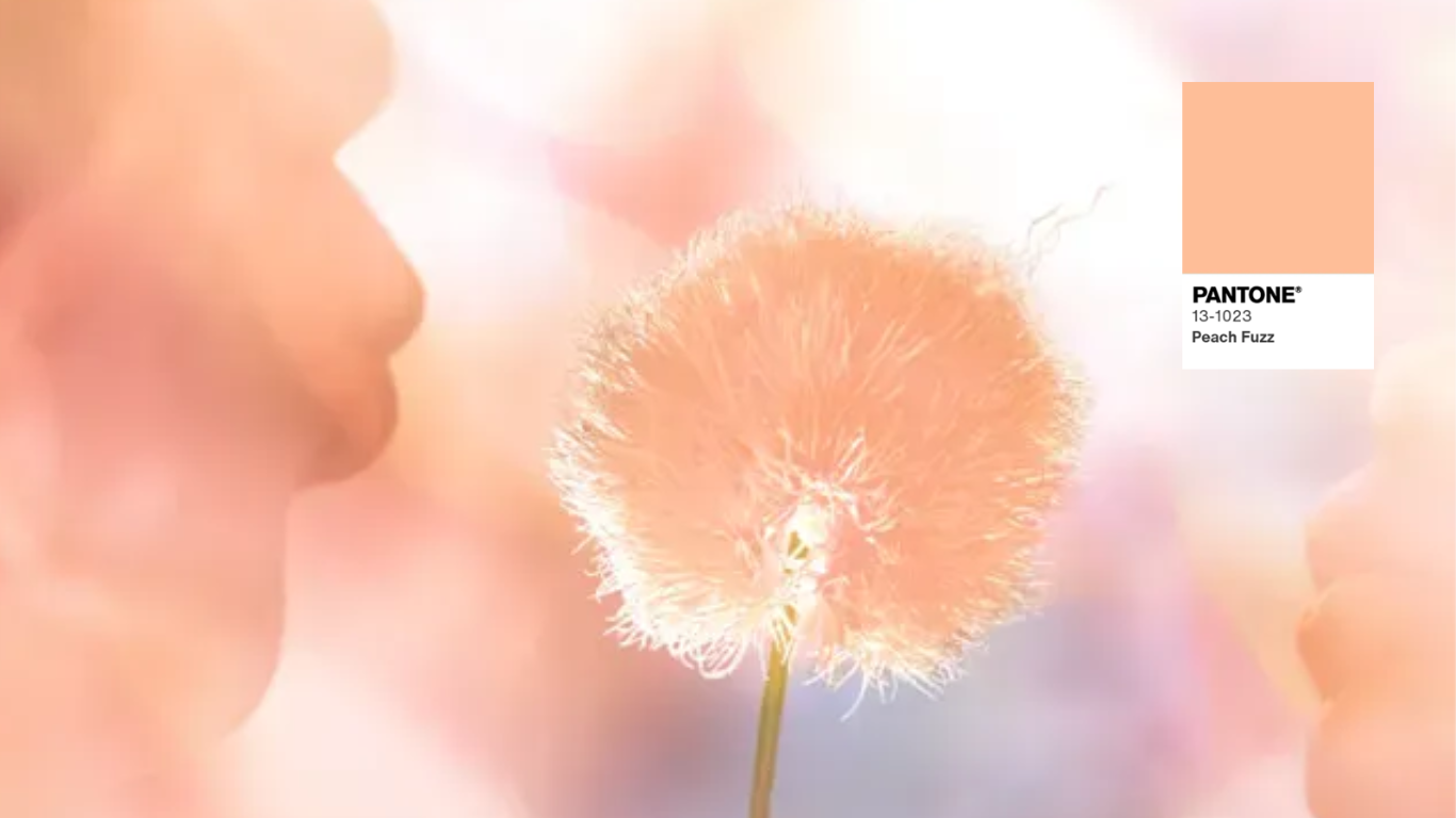 Pantone's 2024 color of the year image: a dandelion with a pantone peach fuzz color behind it
