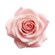 Un primer plano de una rosa rosa sobre un fondo blanco.