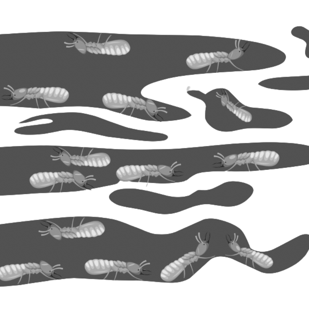 A black silhouette of an ant inside a red circle with a diagonal slash through it, symbolizing a prohibition of ants.