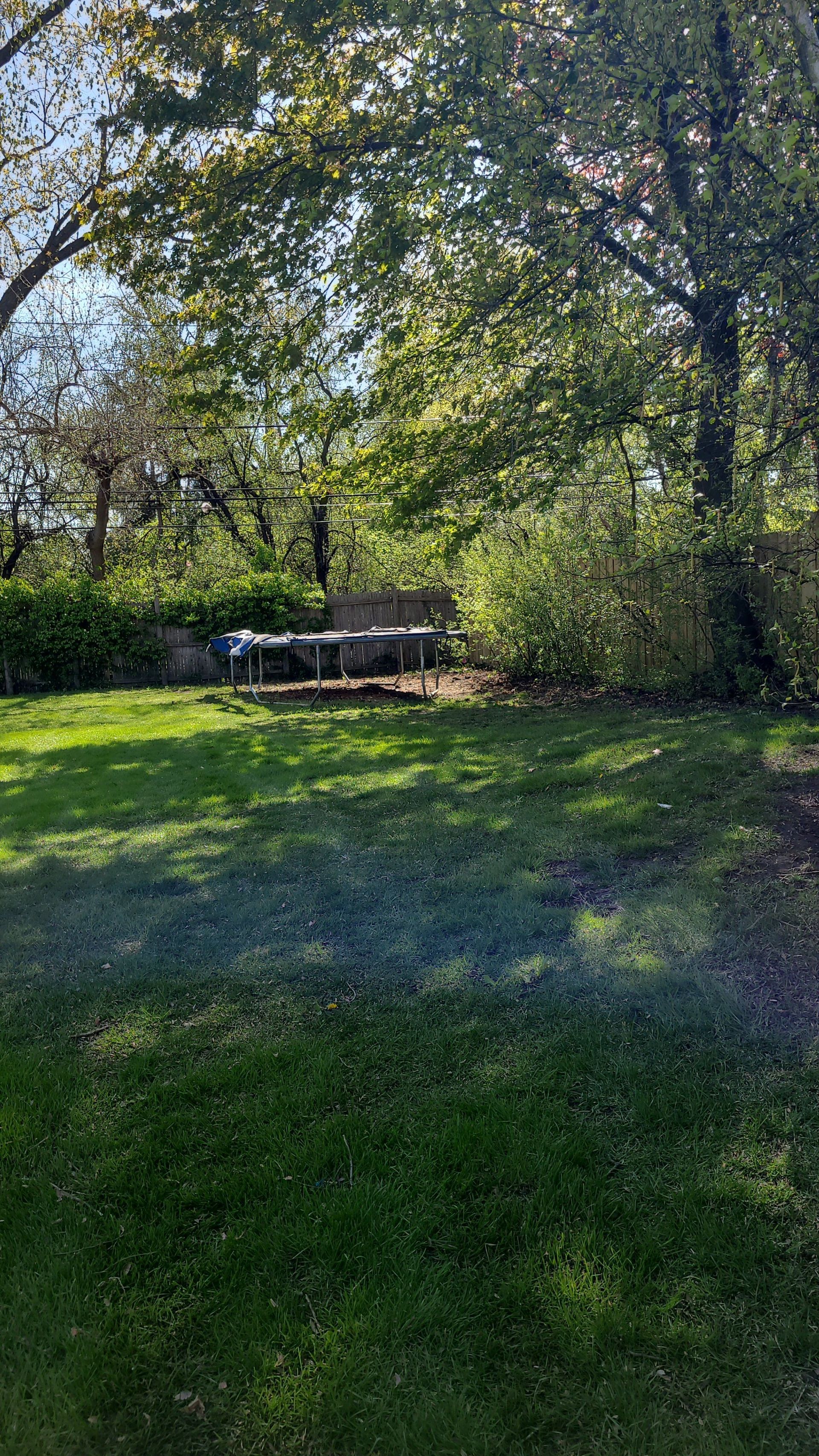 A lush green garden filled with lots of plants and rocks.
