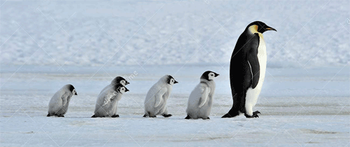 How Does Google Penguin Affect You