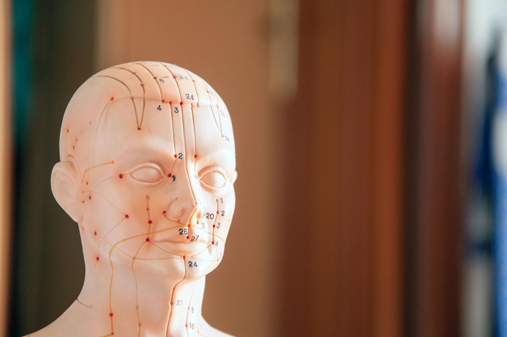 Anatomical model of a human head, showing acupuncture meridians and points.