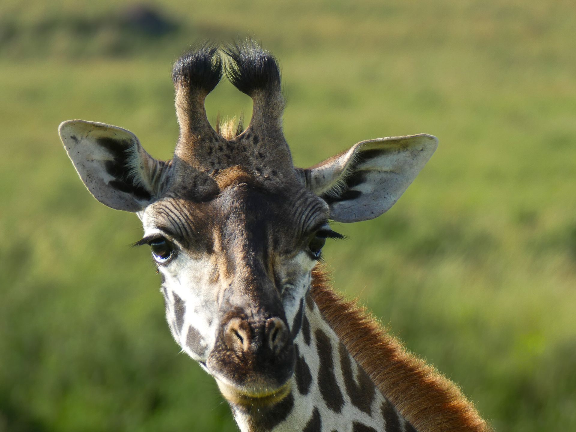 A close up of a giraffe 's face in a field