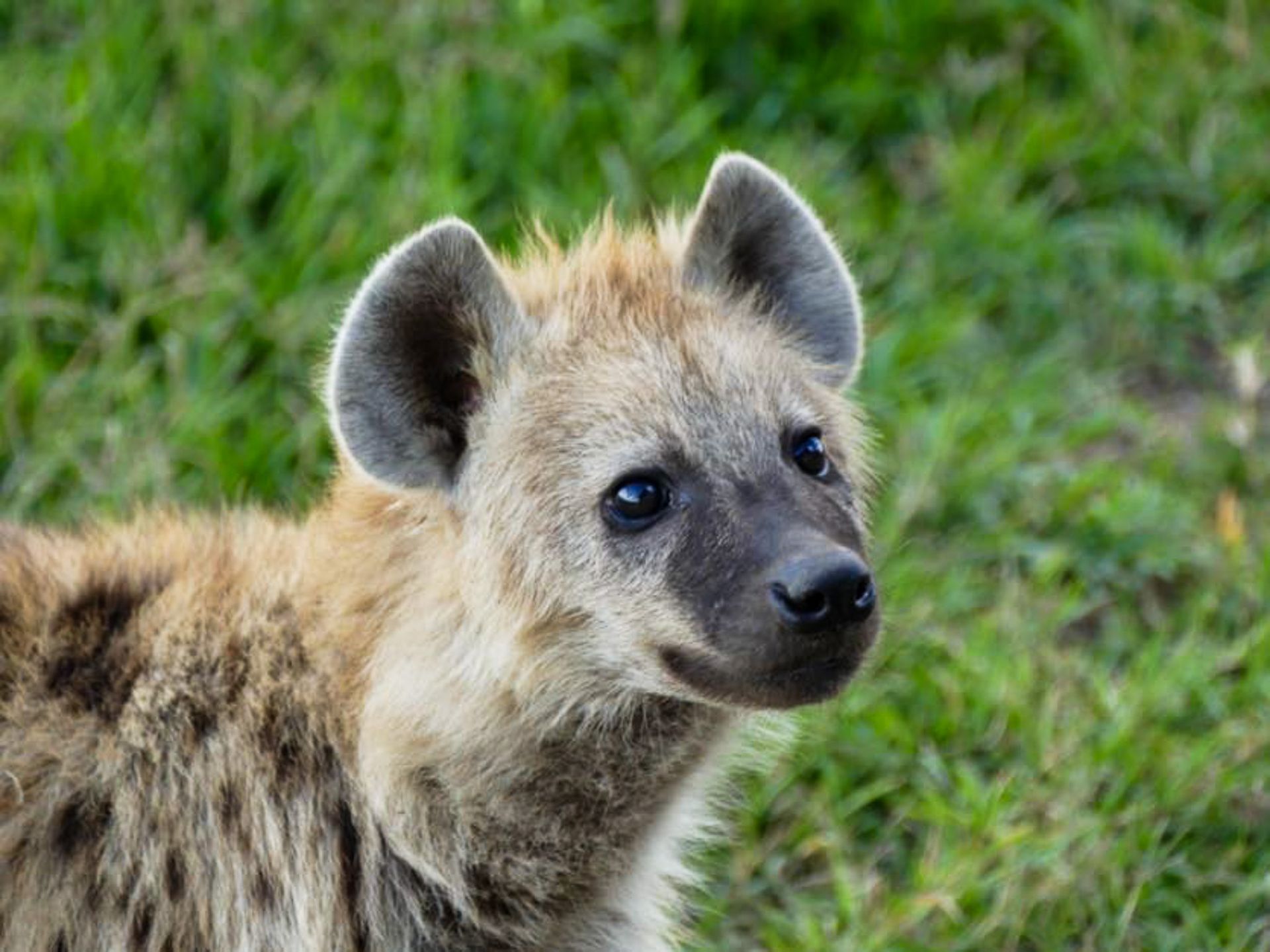 A close up of a hyena standing in the grass looking at the camera.