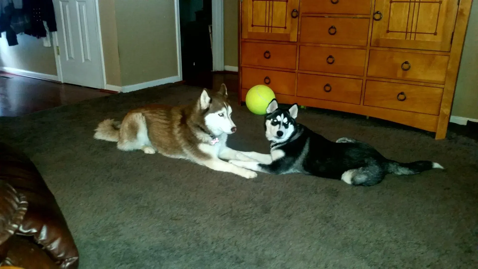 Two huskies, one brown and white, one black and white, lie on a carpeted floor near a yellow ball and wooden dresser.