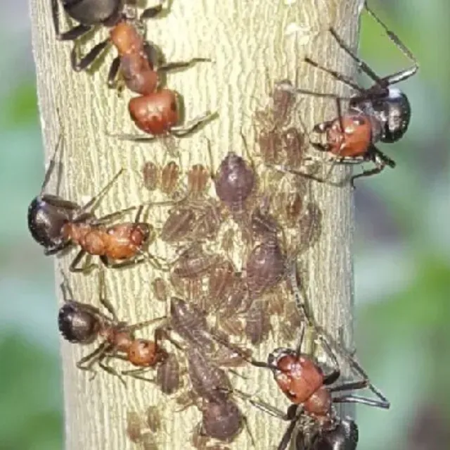 Several ants with reddish-brown thoraxes and dark heads climbing a light-colored plant stem covered in small aphids.
