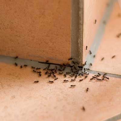 A large colony of small black ants crawling along the edges and grout lines of light brown floor tiles.