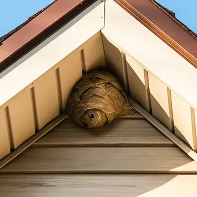 A tan, papery hornet nest nestled in the top corner of the exterior siding under a roof gable.