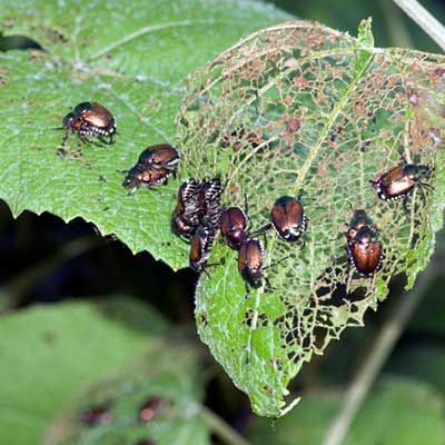 A group of iridescent brown beetles feeding on a green leaf, leaving behind a skeletonized, lace-like pattern.