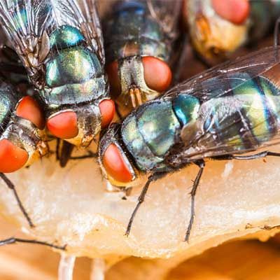 Several metallic green flies with prominent red eyes cluster together on a light-colored surface.