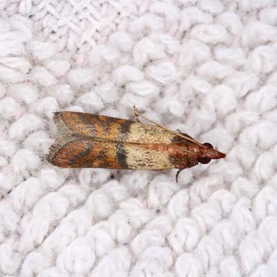 An Indianmeal moth with copper and cream-colored patterned wings rests on a textured white surface.