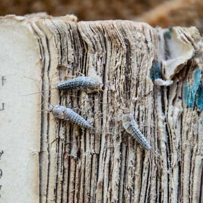 Three silverfish crawling on the pages of an old, damaged book.