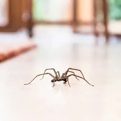 A brown spider crawling across a light-colored, smooth indoor floor with a blurred background.