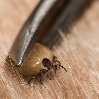Metal tweezers gripping a engorged tick embedded in animal fur.
