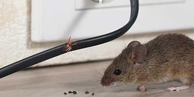 A small brown mouse stands near a black electrical cord with a spider on it and droppings on the floor.