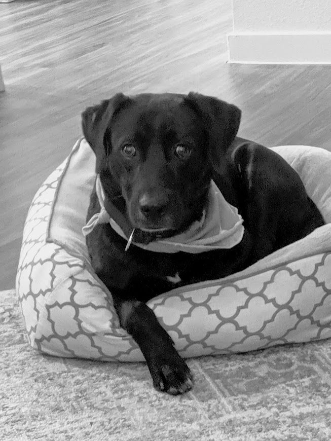 A black dog wearing a bandana is laying in a dog bed.