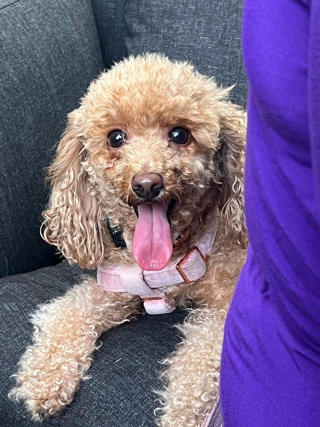 A small brown poodle is sitting on a couch with its tongue hanging out.