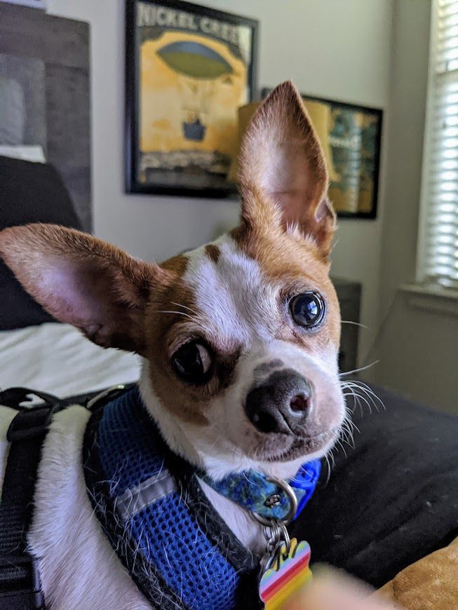 A small brown and white dog wearing a harness and collar is sitting on a bed.