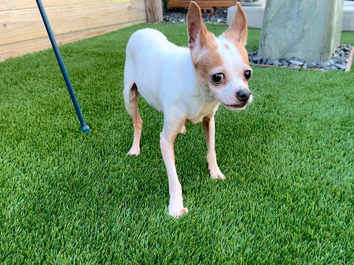 A small white and brown chihuahua is standing on a lush green lawn.