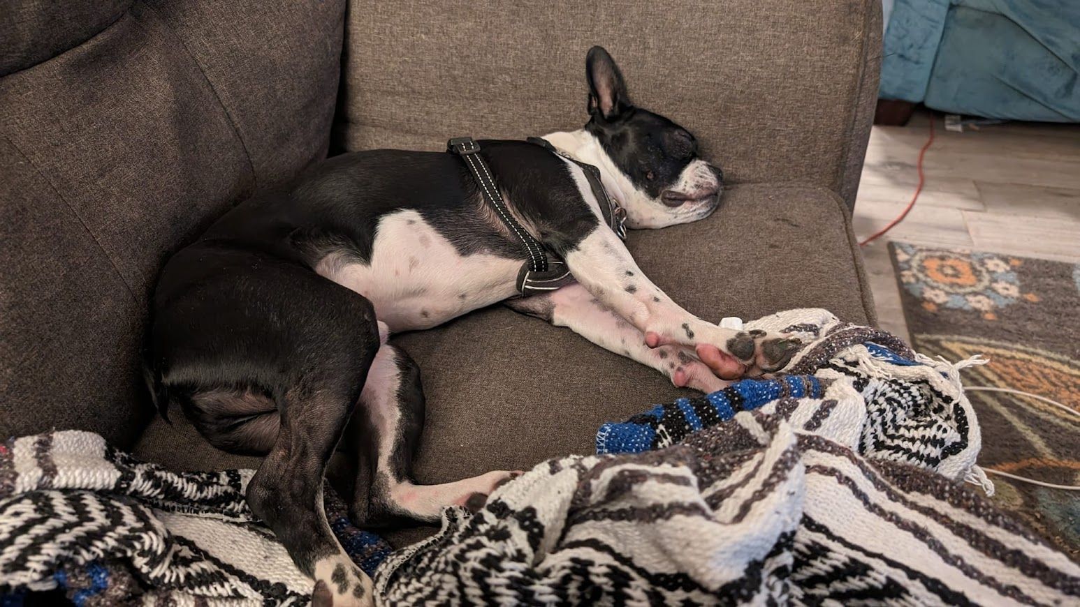 A black and white dog is laying on a couch.