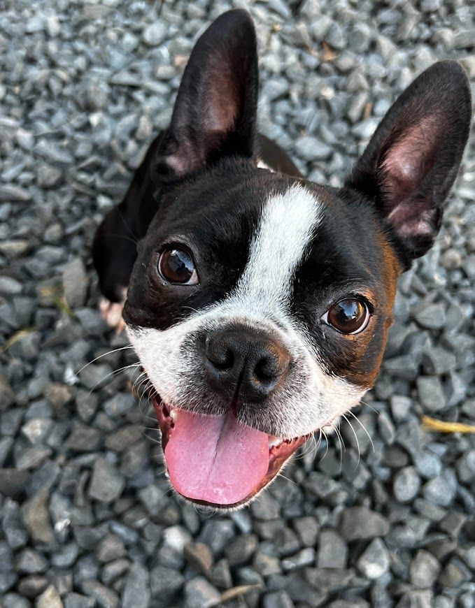 A black and white dog with its tongue hanging out is looking up at the camera.