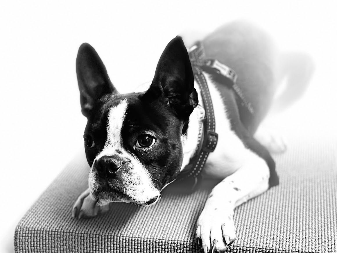 A black and white photo of a boston terrier laying on a couch.