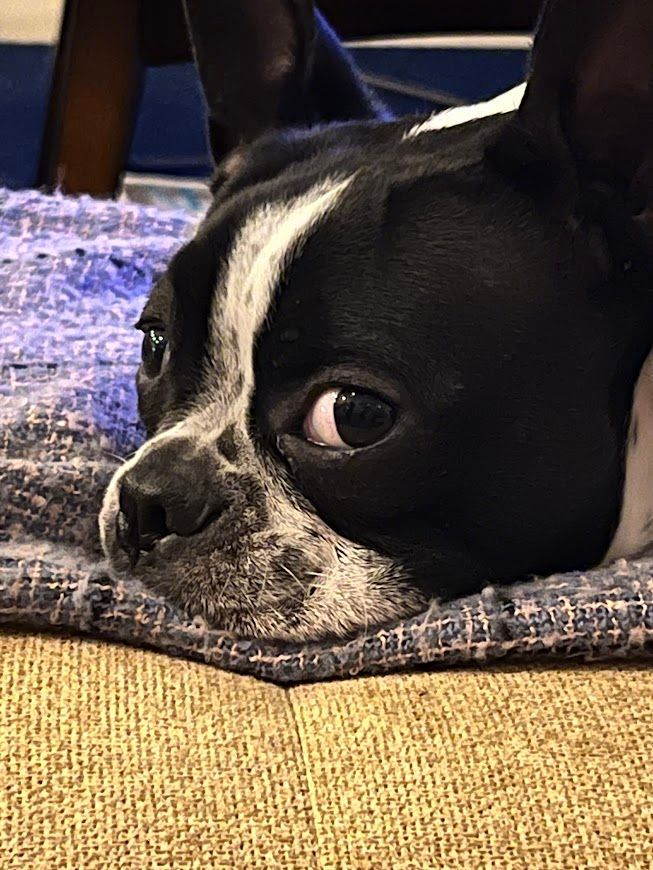A black and white dog is laying on a rug on the floor.